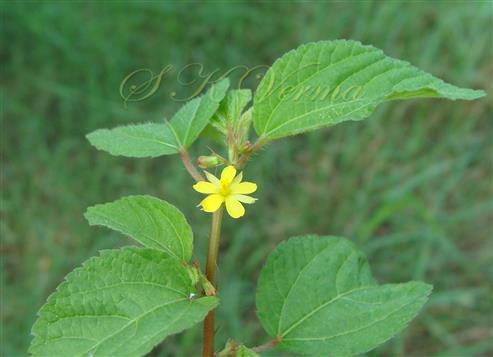  Flowering branch